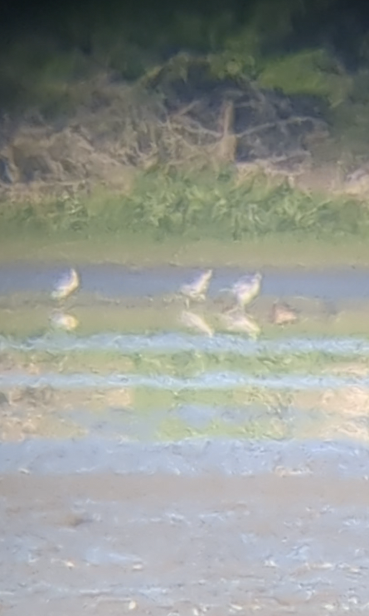 American Avocet - ML609193371