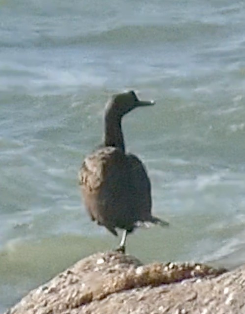 Bank Cormorant - ML609193374