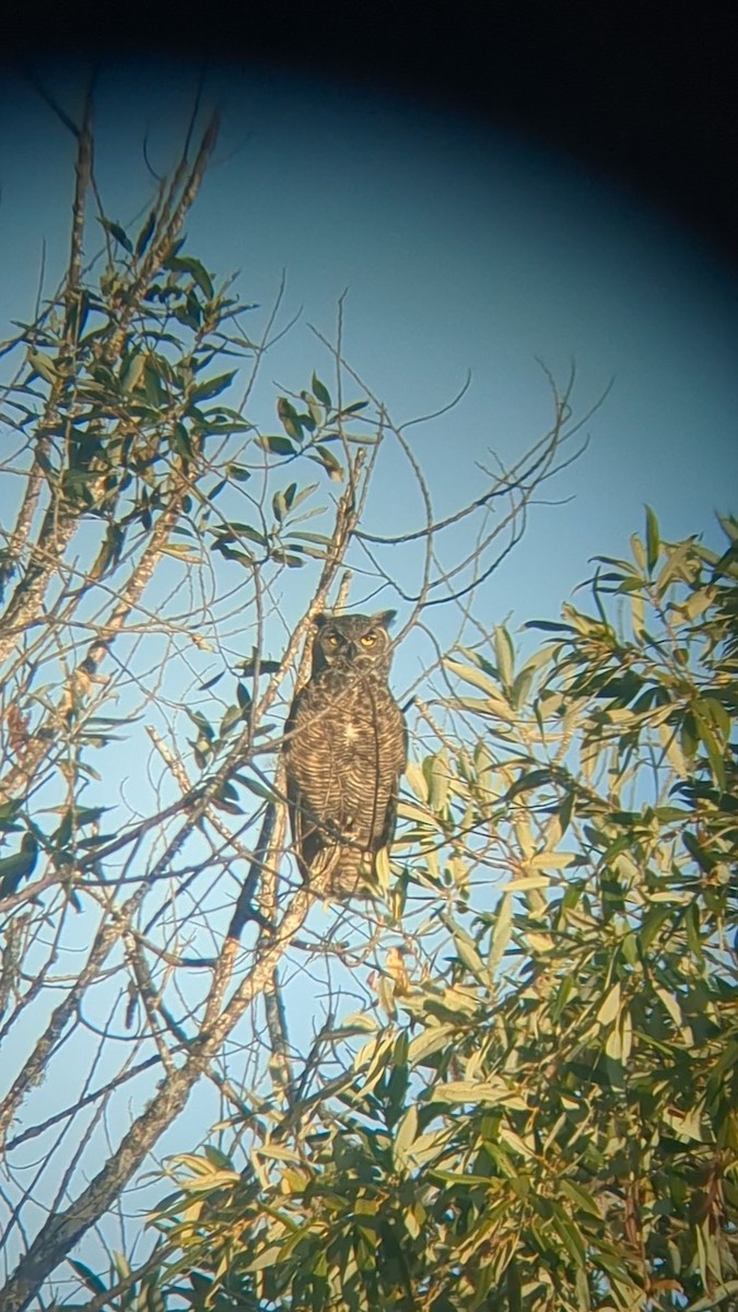 Great Horned Owl - ML609193396
