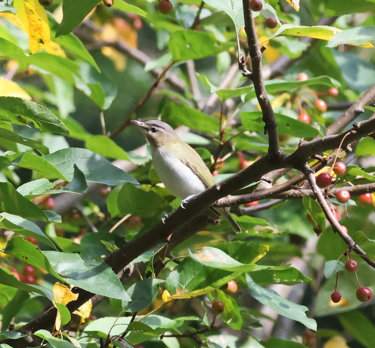 Red-eyed Vireo - ML609193461