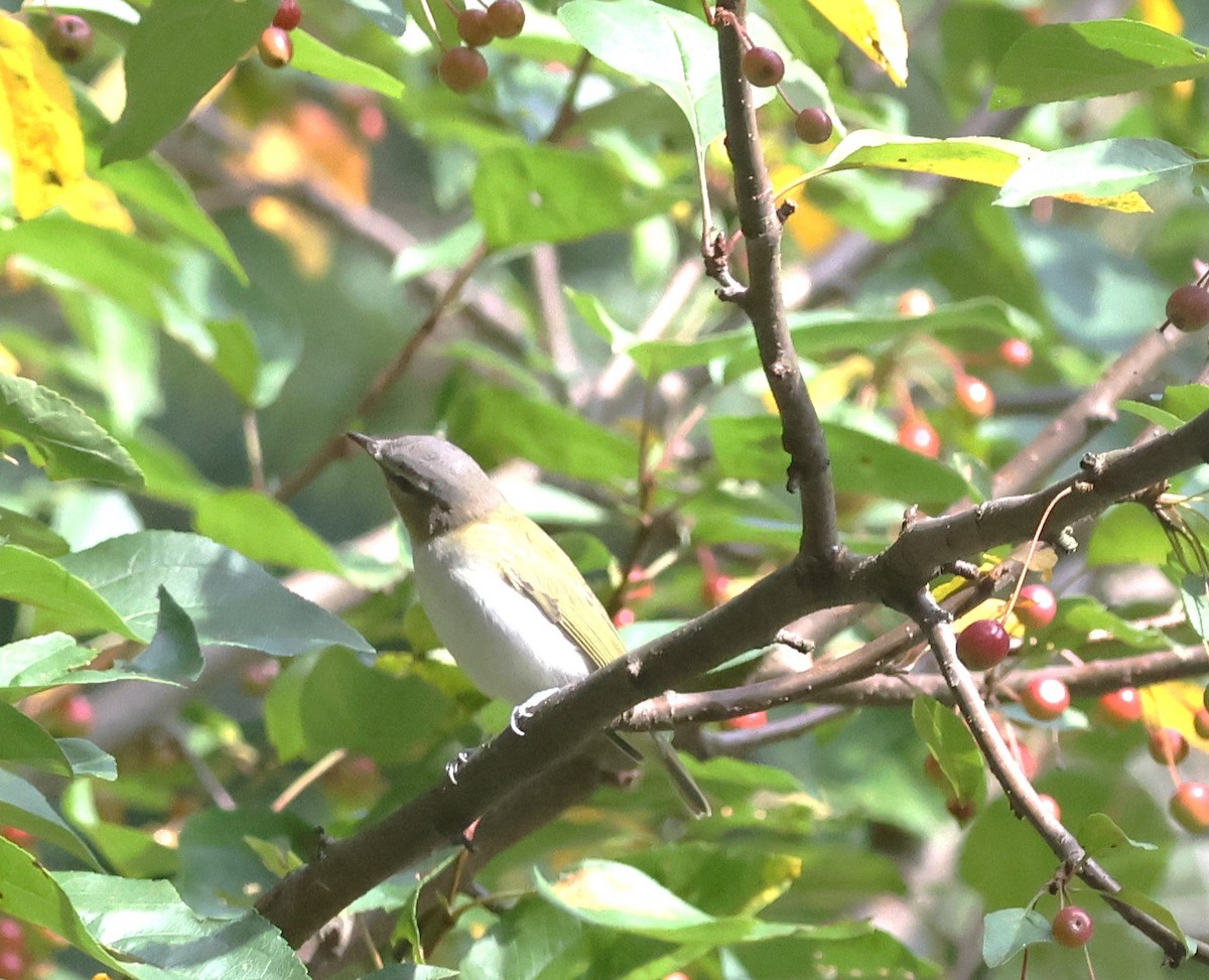 Red-eyed Vireo - ML609193462