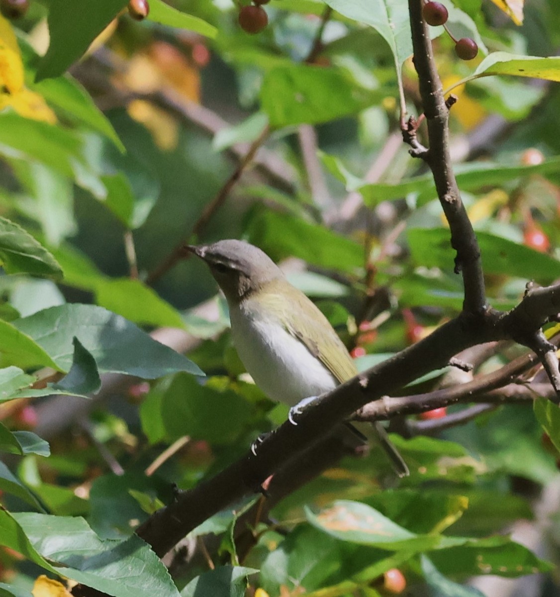 Red-eyed Vireo - ML609193463