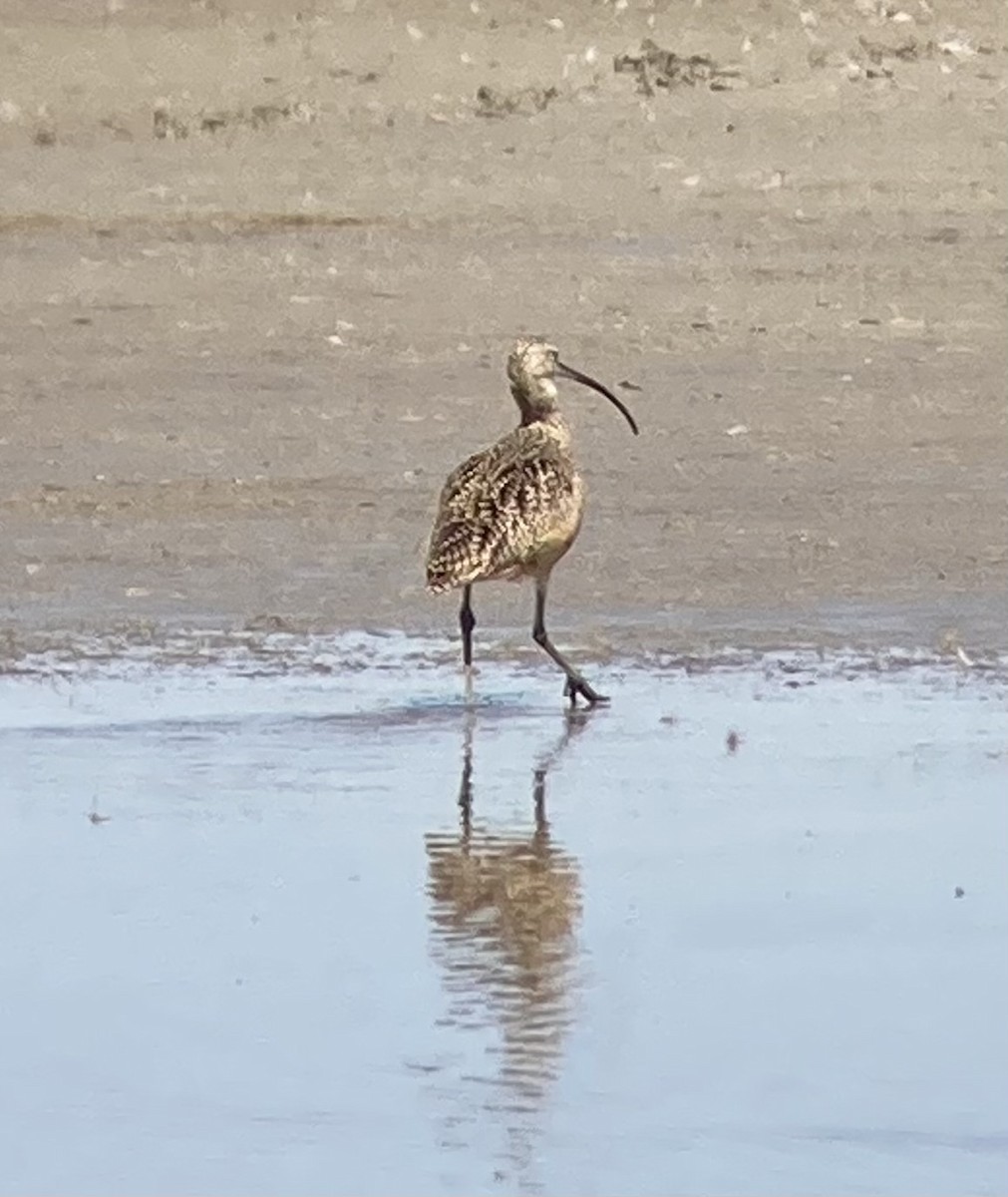 Long-billed Curlew - ML609193535