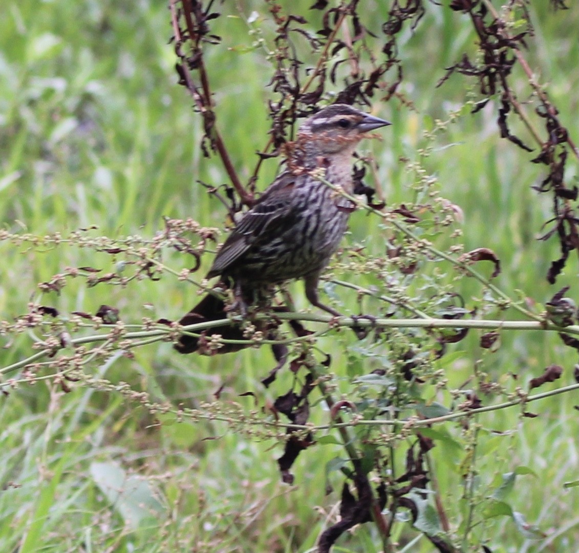 Red-winged Blackbird - Susan Wood