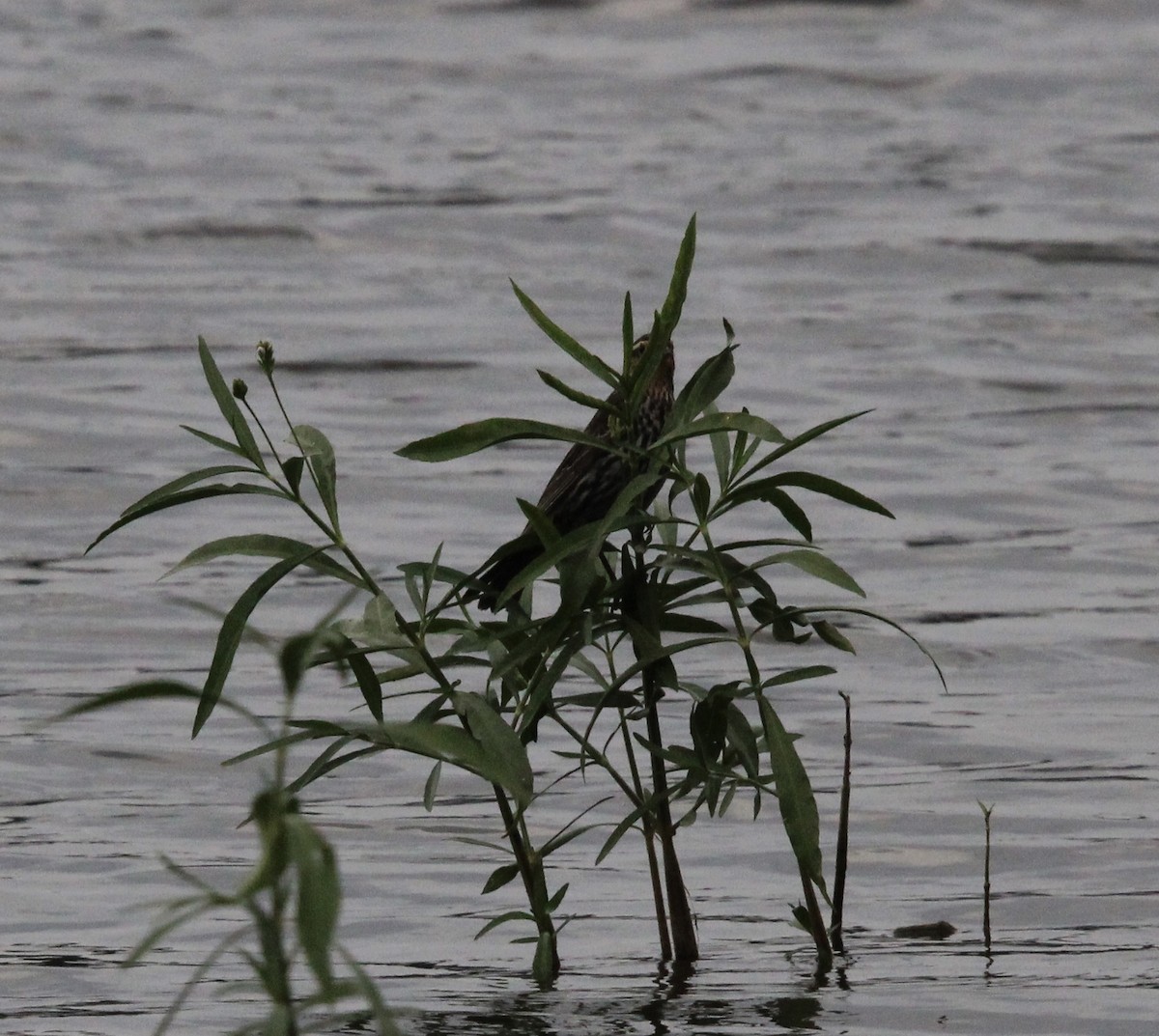 Red-winged Blackbird - ML609193599