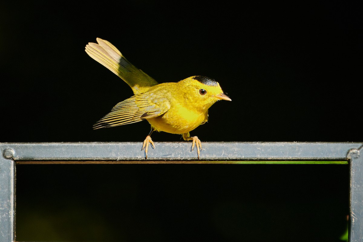 Wilson's Warbler - emily neale