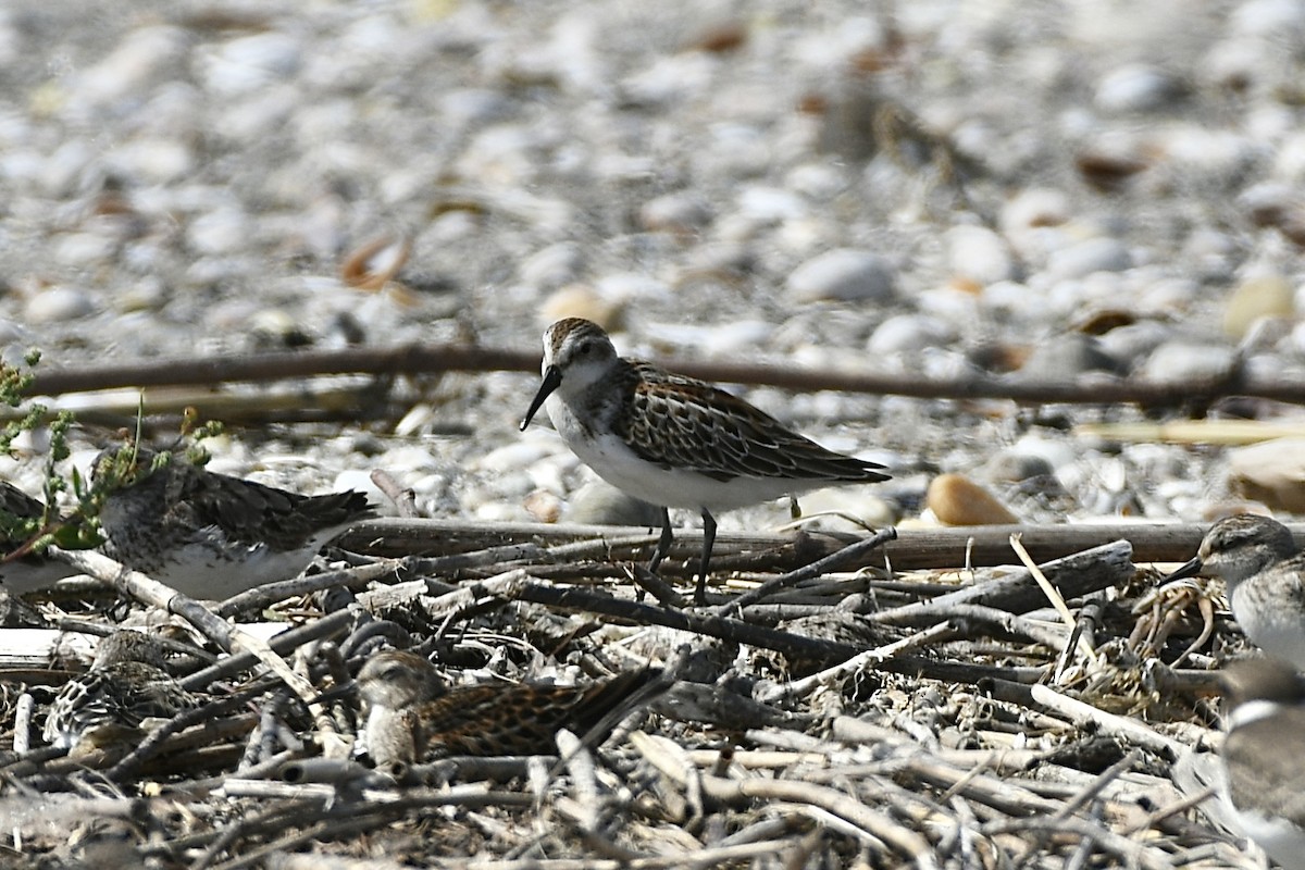 Bécasseau d'Alaska - ML609193652