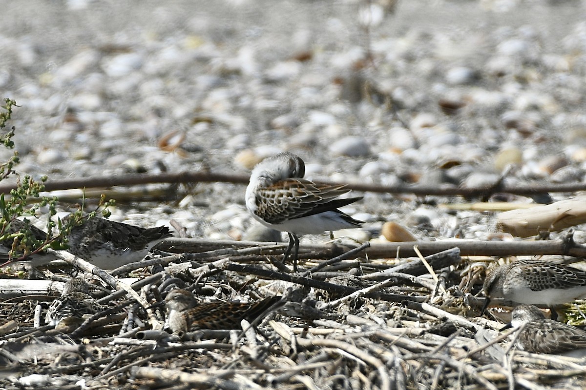 Bergstrandläufer - ML609193653