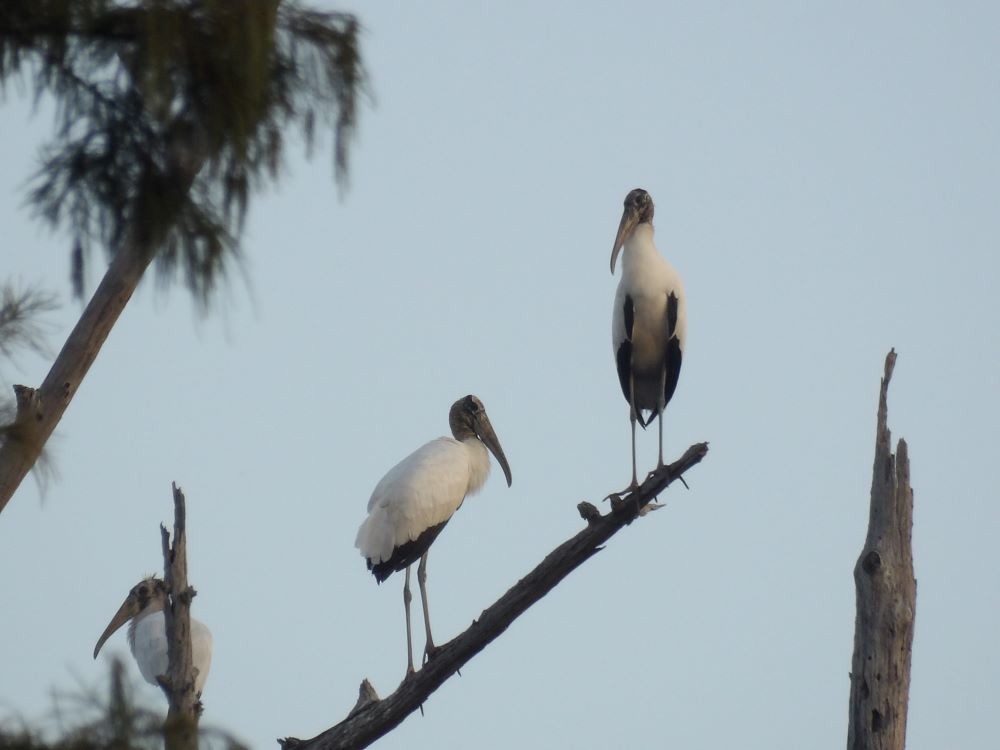 Wood Stork - Bobby Ingram