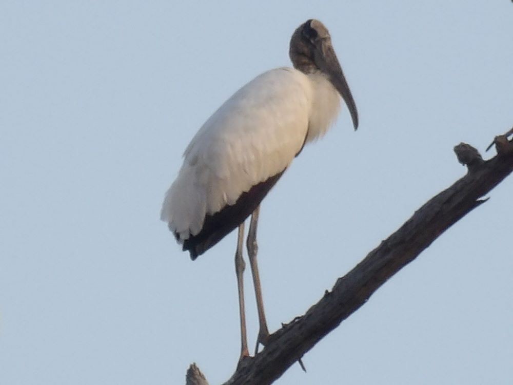 Wood Stork - ML609193704