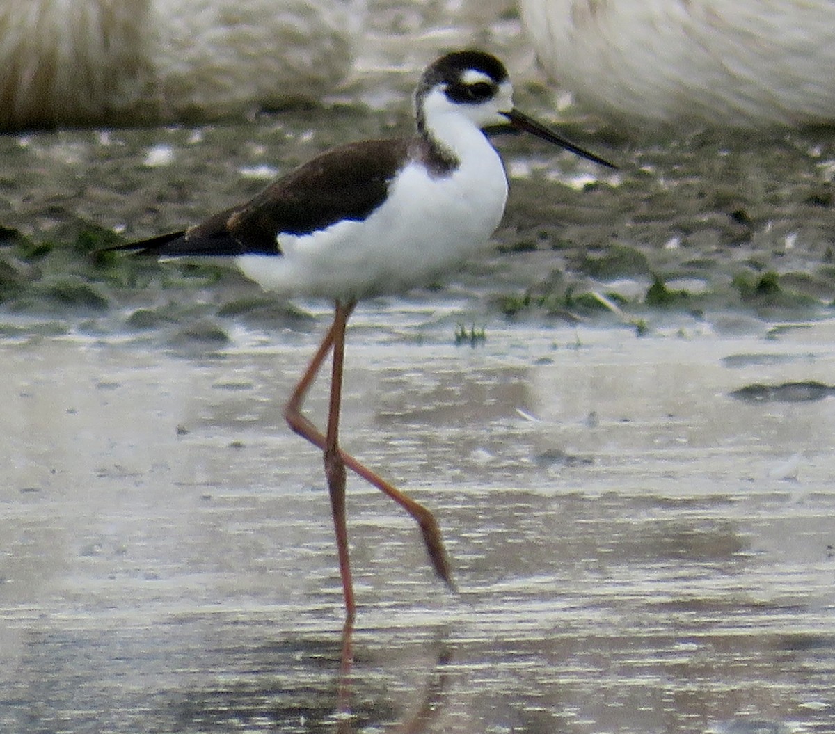 Black-necked Stilt - ML609193755