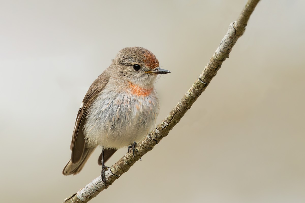 Red-capped Robin - ML609193807