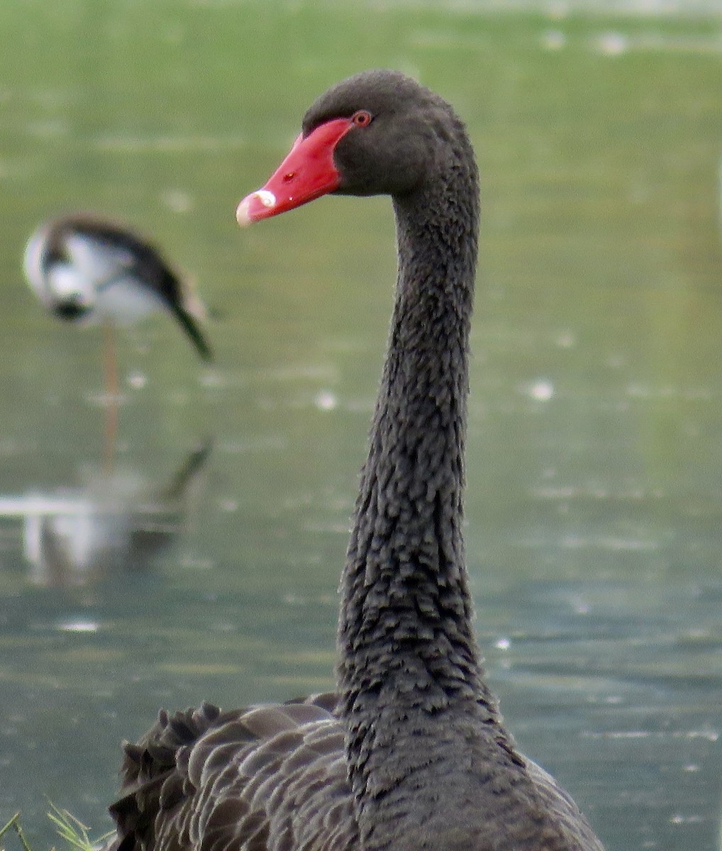 Black Swan - ML609193815