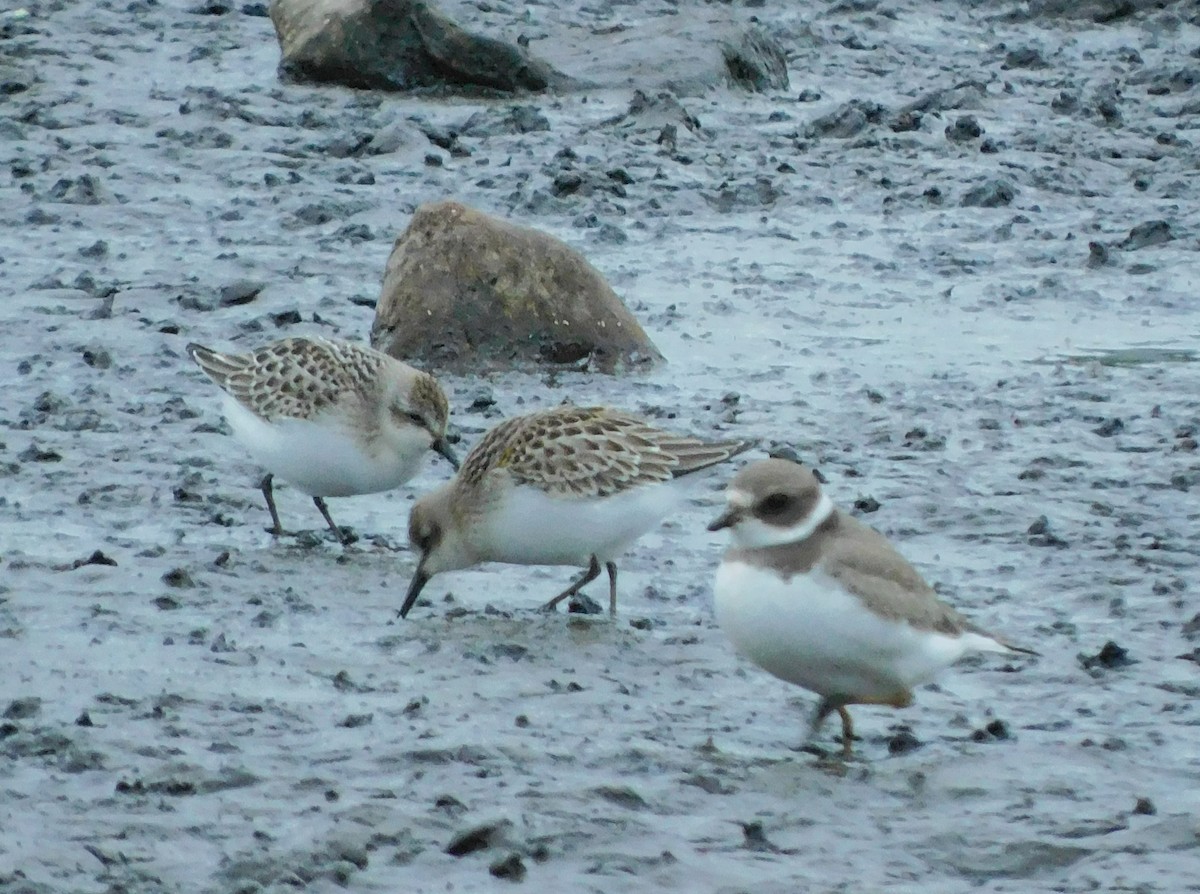 Semipalmated Sandpiper - ML609193828