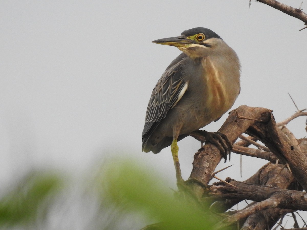 Striated Heron - ML609193837