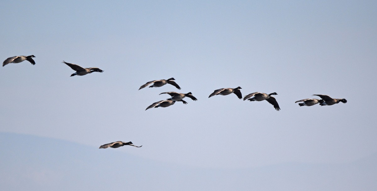 Canada Goose - ML609193838