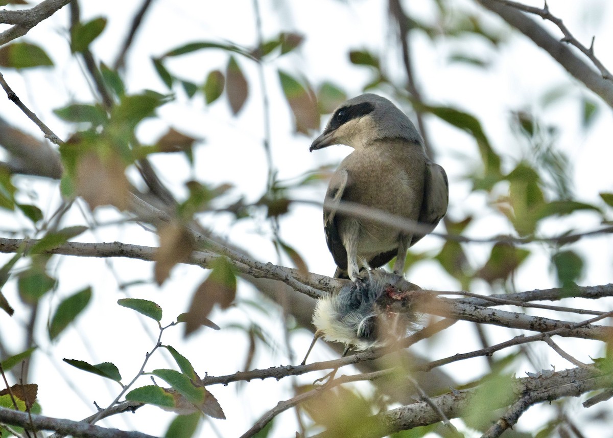 Pie-grièche migratrice - ML609193901