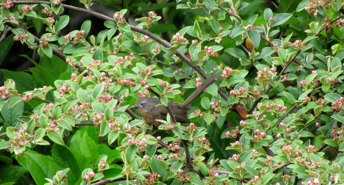 Wrentit - ML609193952
