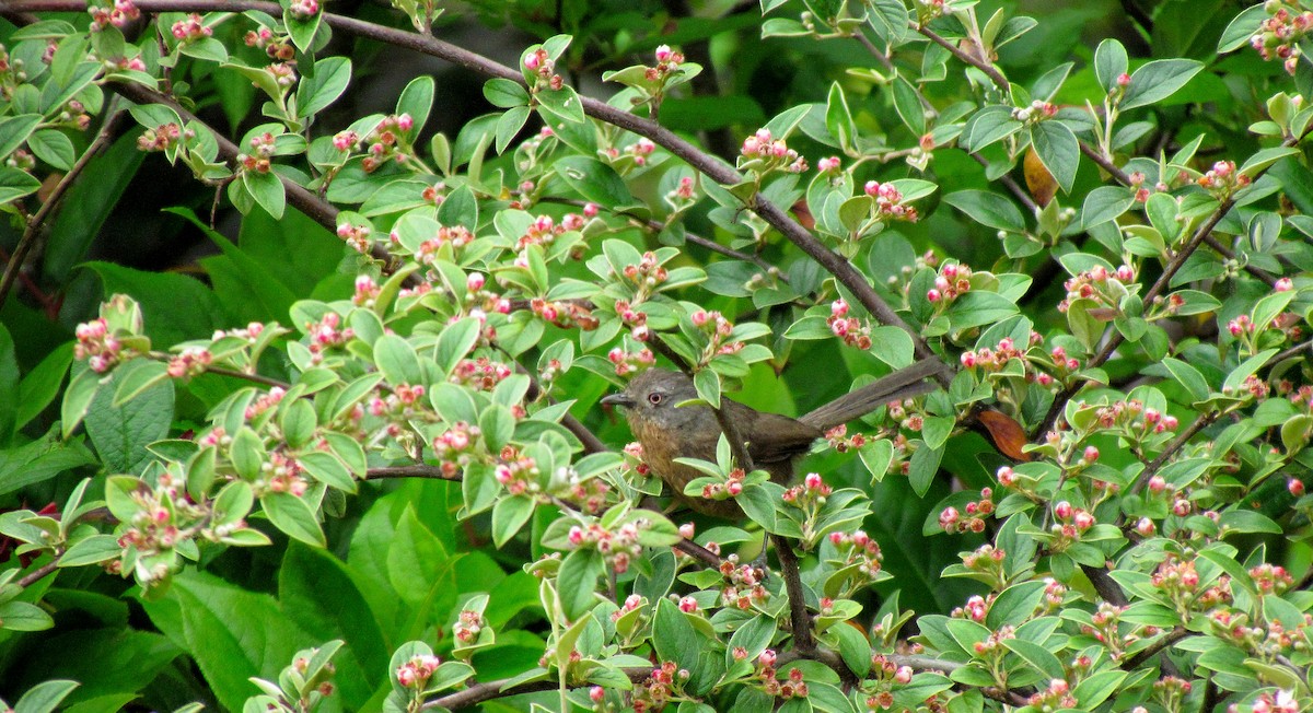 Wrentit - ML609193954