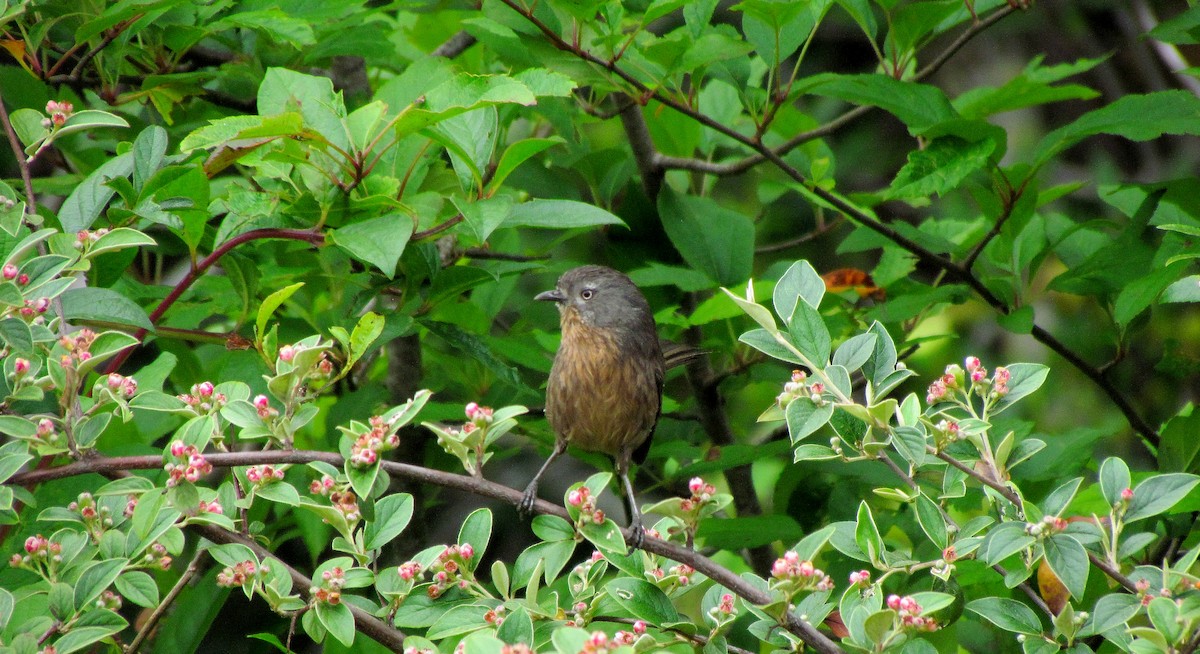 Wrentit - ML609193956