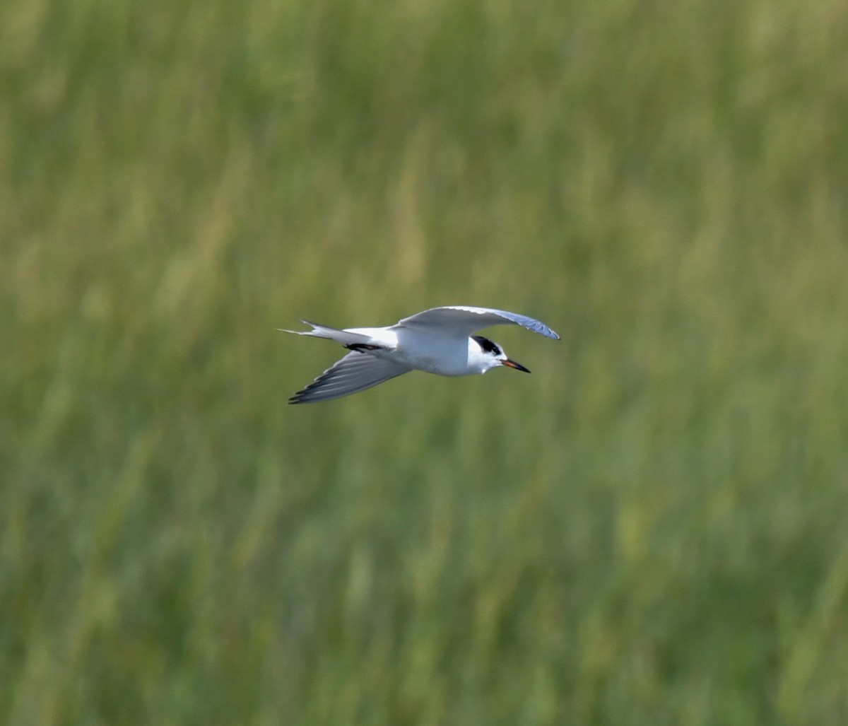 Common Tern - ML609193959