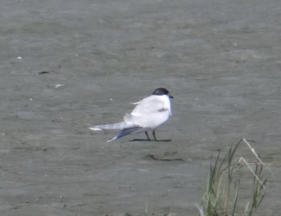 Common Tern - ML609194077