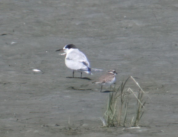 Common Tern - ML609194082