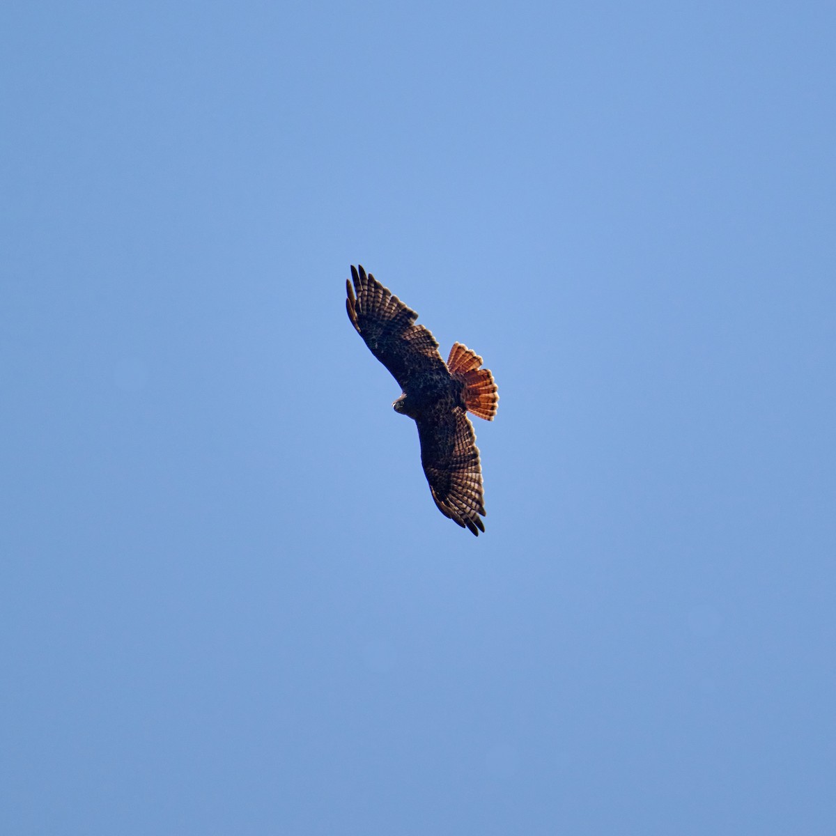 Red-tailed Hawk - ML609194105