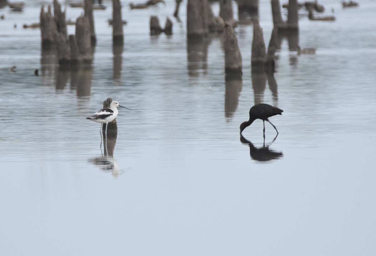 American Avocet - ML609194138