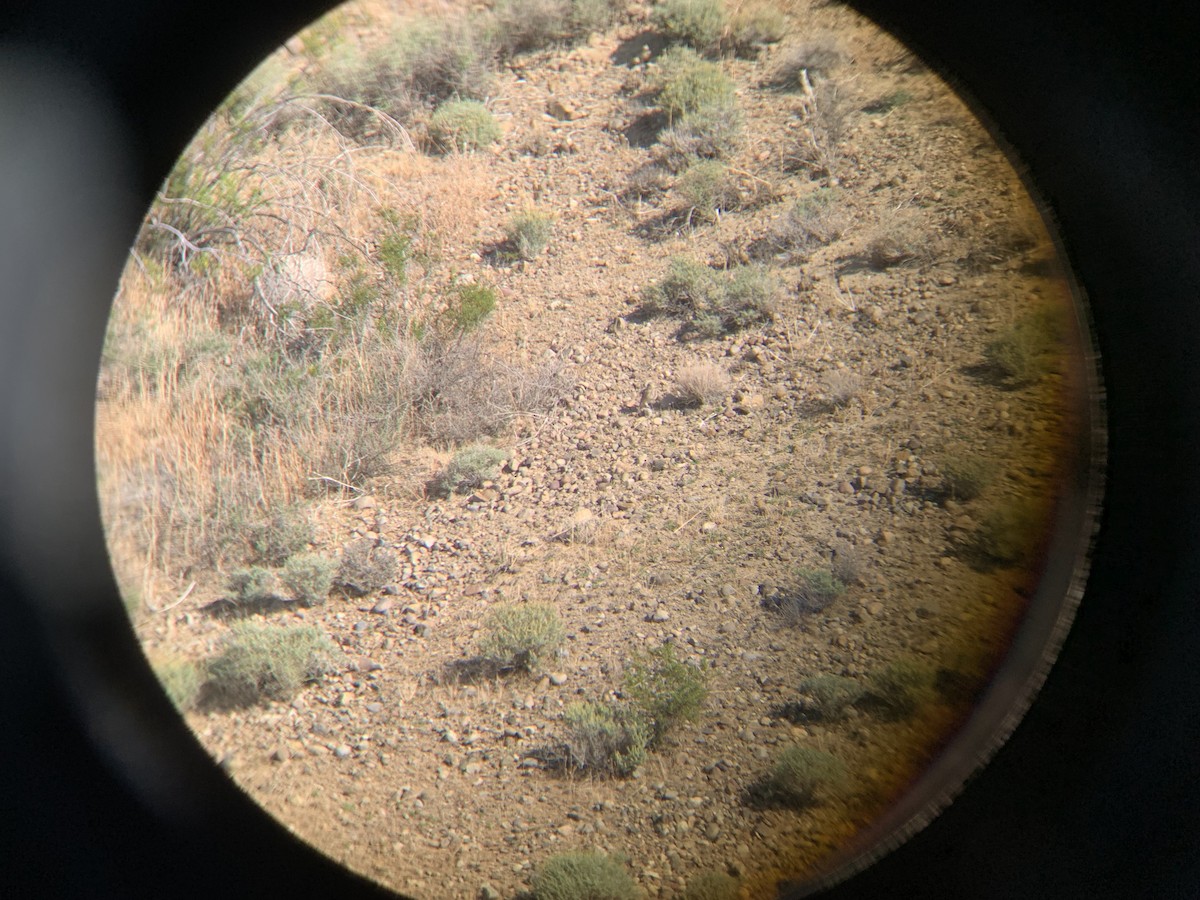 Burrowing Owl - Sam Sphire