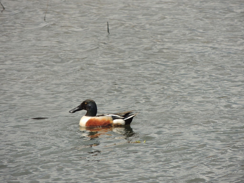 Northern Shoveler - ML609194204