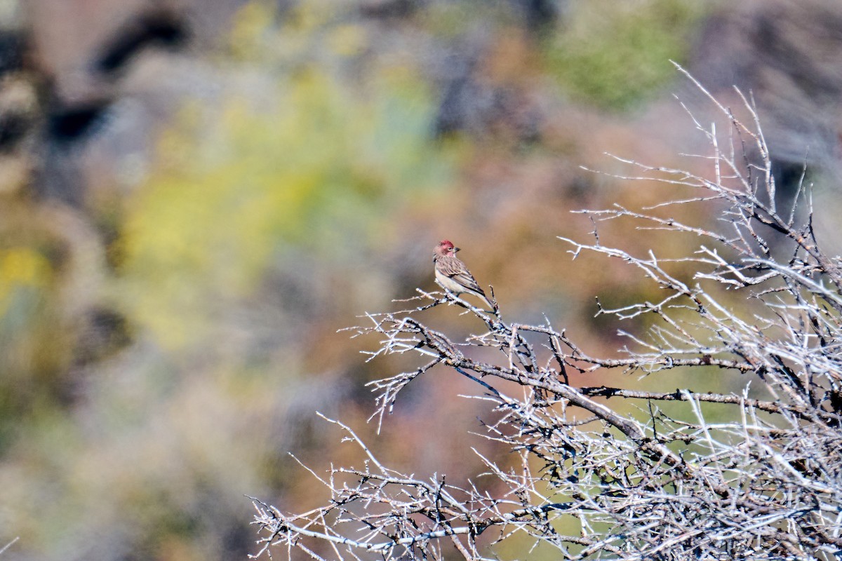 Cassin's Finch - ML609194250