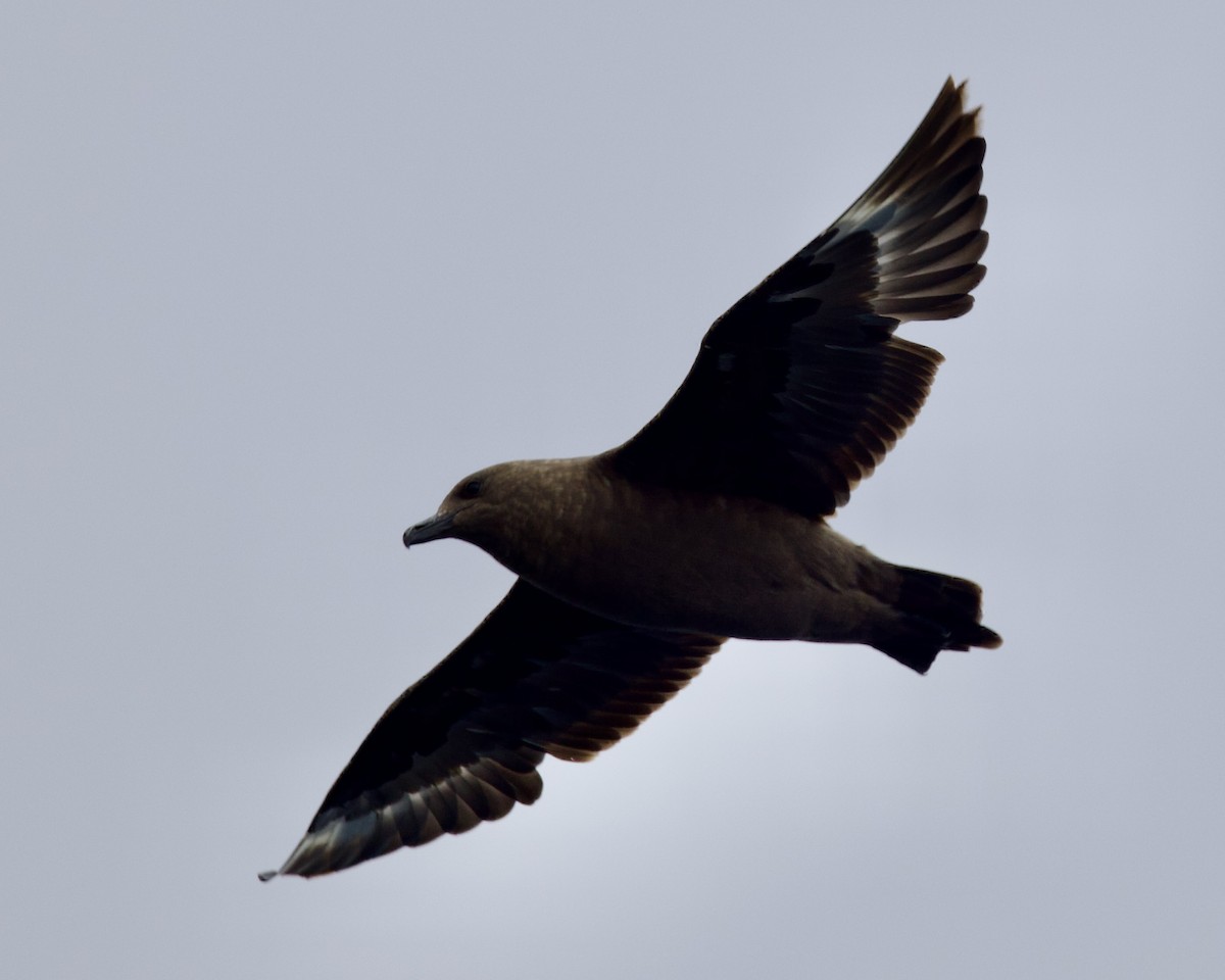 South Polar Skua - ML609194383