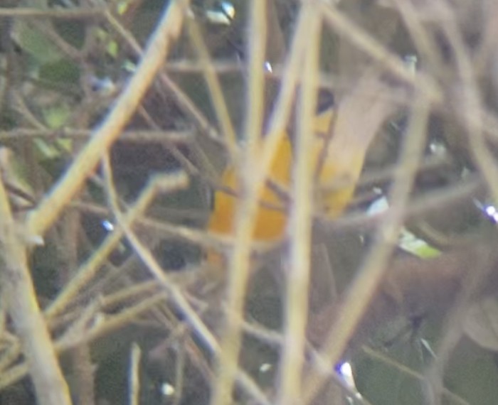 Prothonotary Warbler - ML609194403