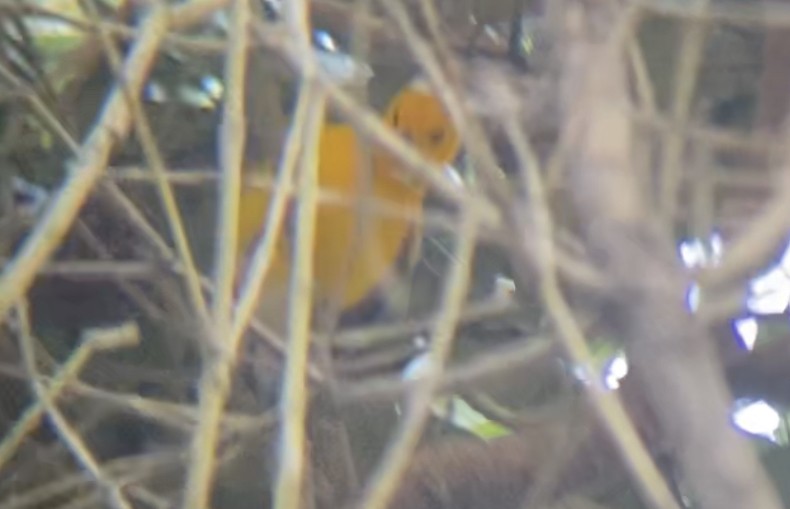 Prothonotary Warbler - ML609194405