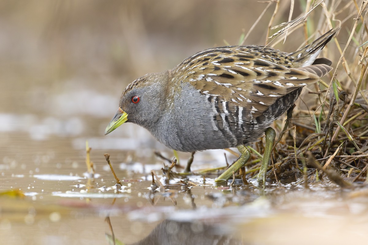 Australian Crake - ML609194471