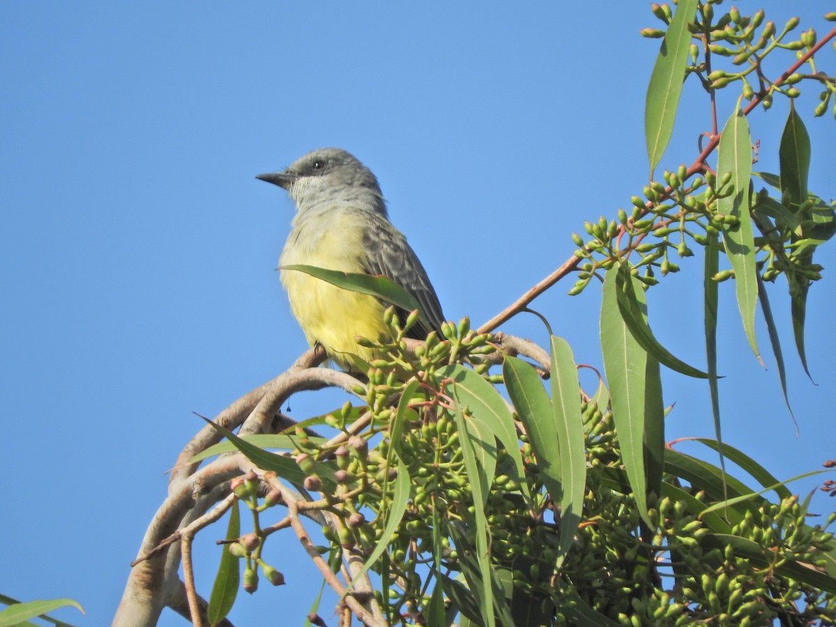 Cassin's Kingbird - ML609194523