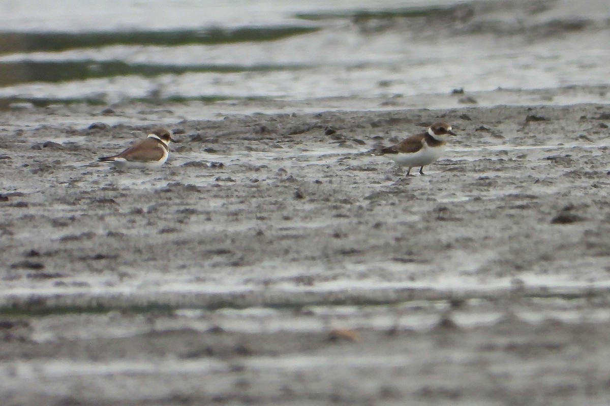 Хүзүүвчит хиазат - ML609194613