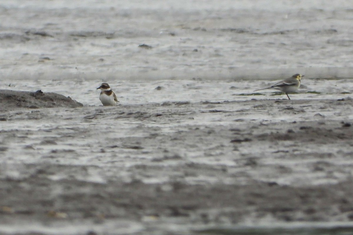 Хүзүүвчит хиазат - ML609194614