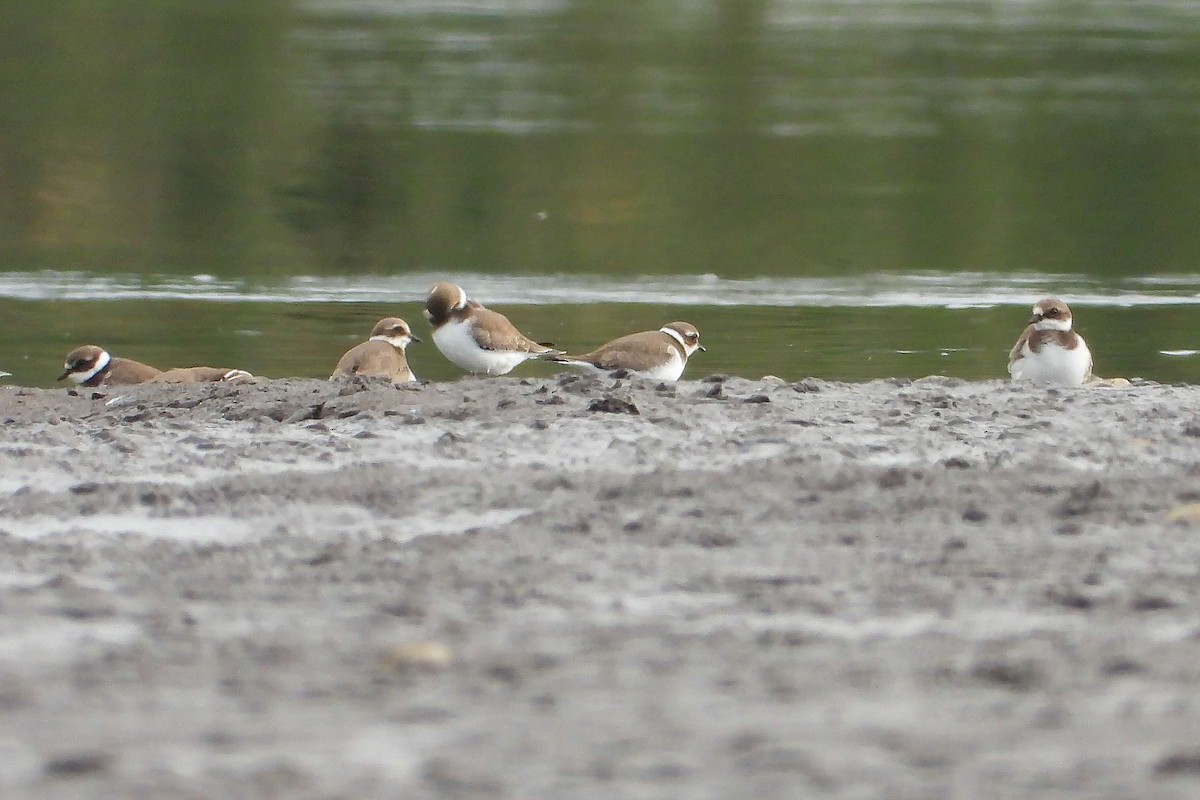 Хүзүүвчит хиазат - ML609194615