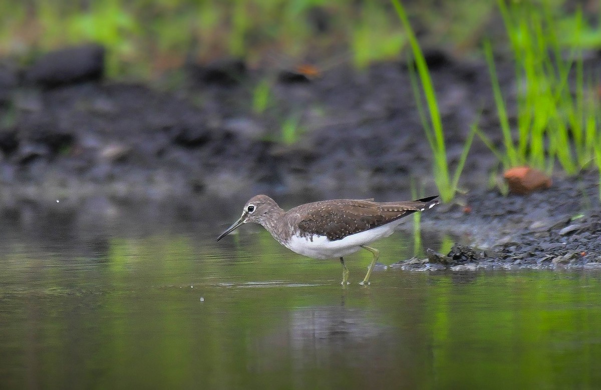 Green Sandpiper - ML609194618