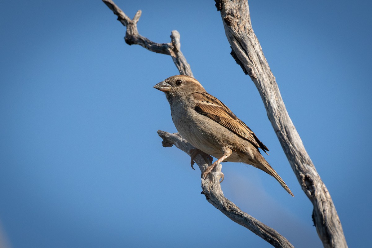 House Sparrow - Trevor Evans