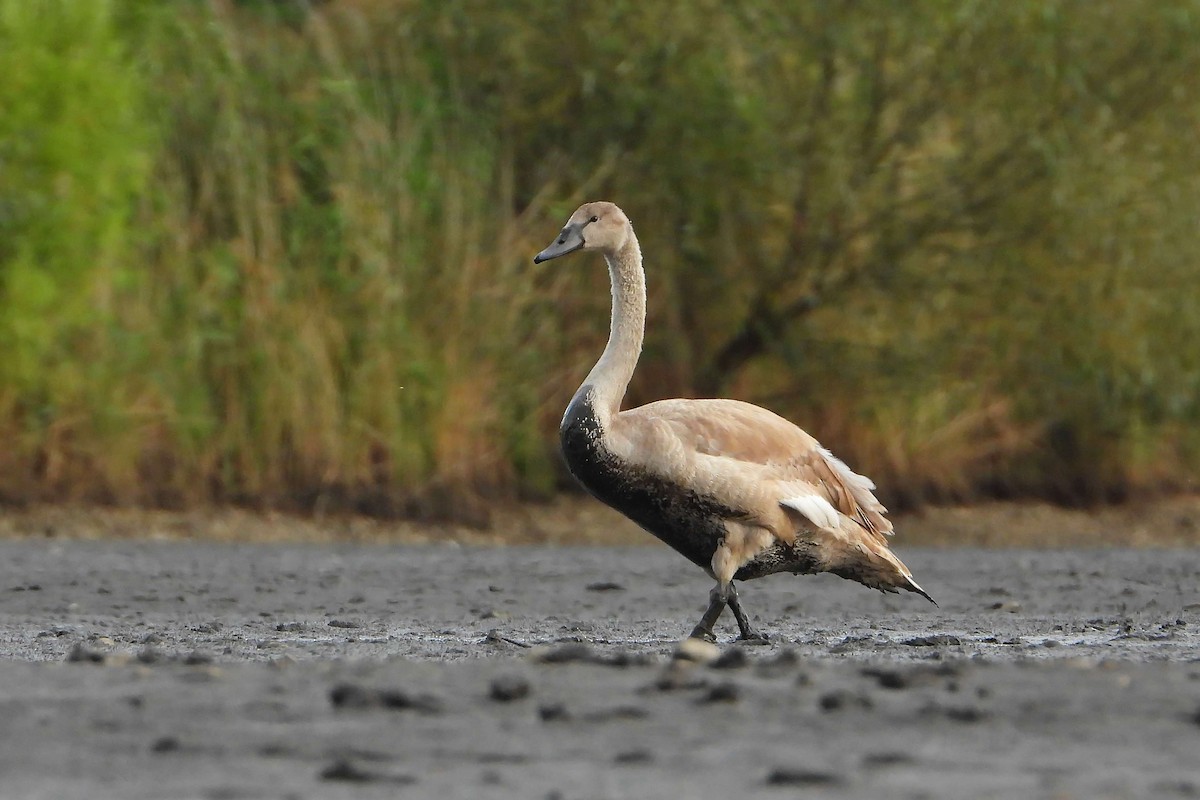 Хуруут хун - ML609194629