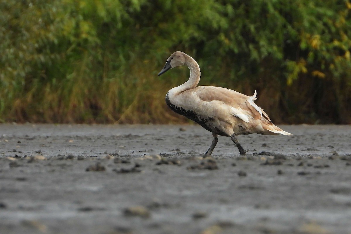 Хуруут хун - ML609194631