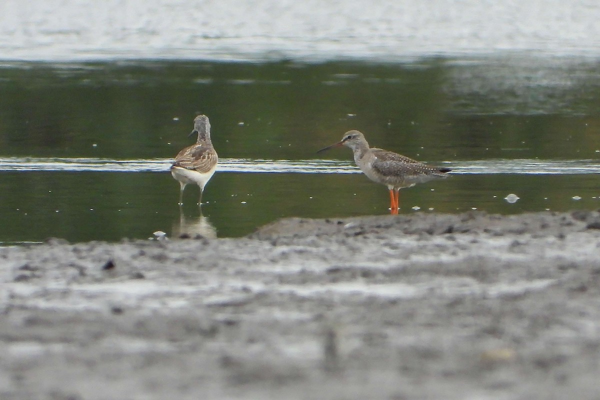 Хар хөгчүү - ML609194641