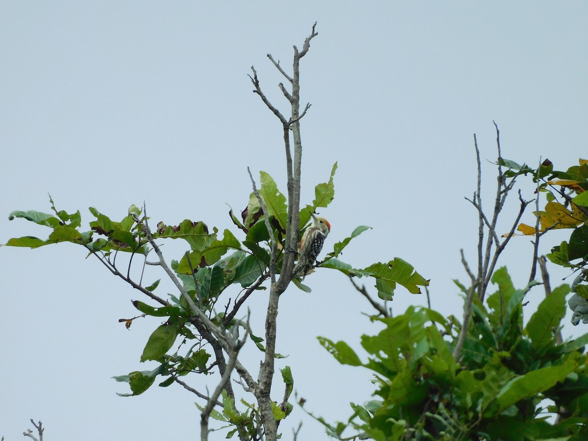 Yellow-crowned Woodpecker - ML609194642