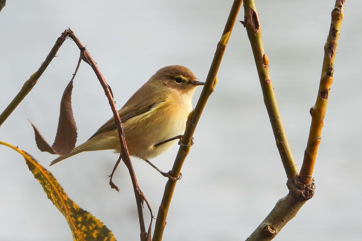 Урианхайн дууч шувуу - ML609194660