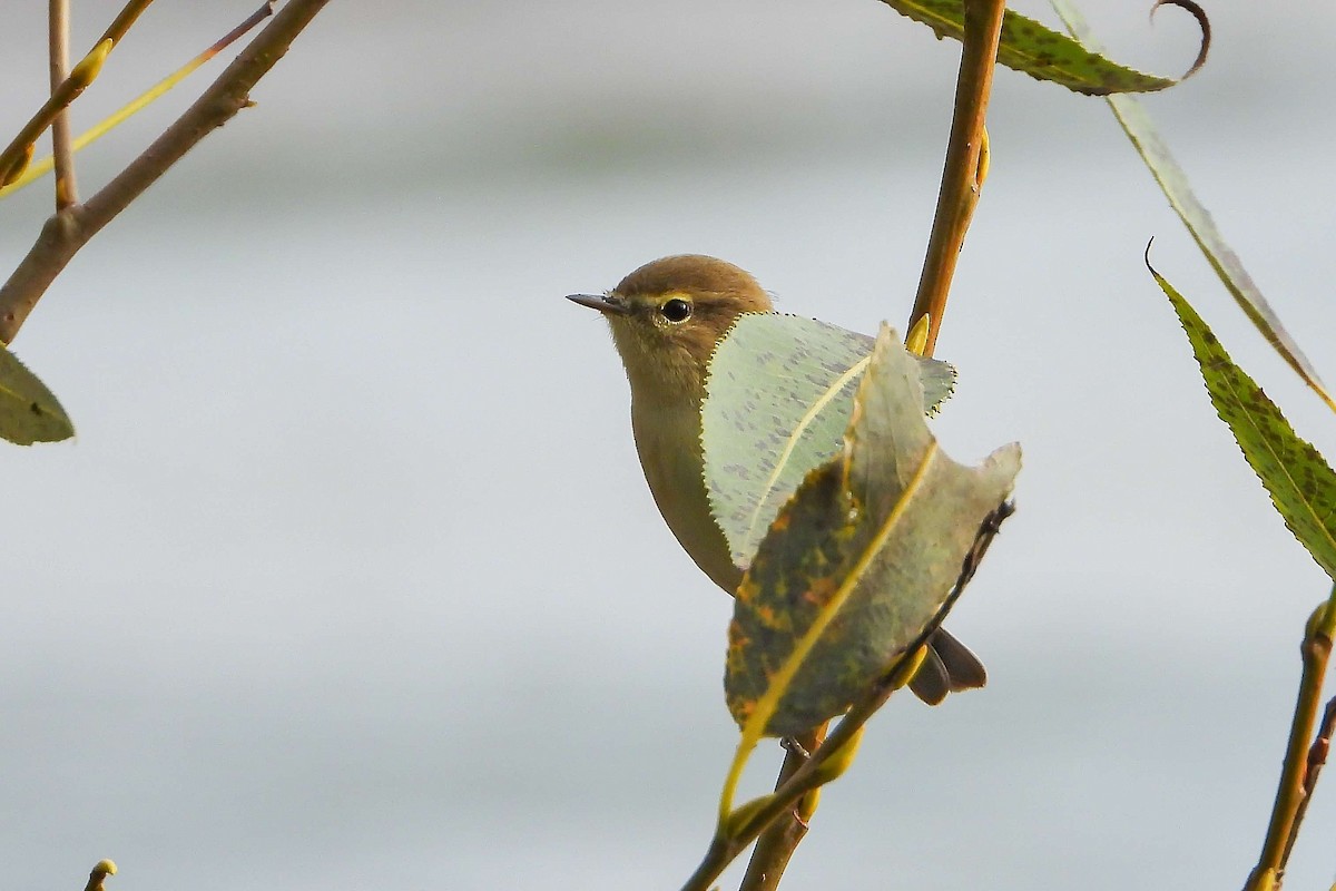 Урианхайн дууч шувуу - ML609194661