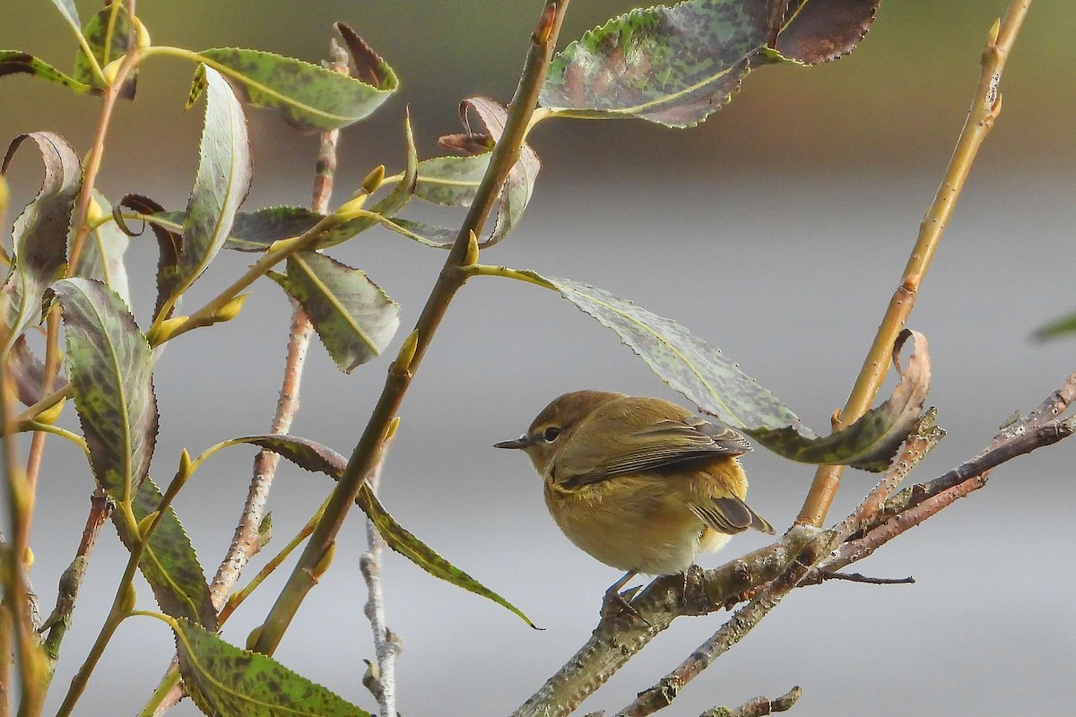 Урианхайн дууч шувуу - ML609194662