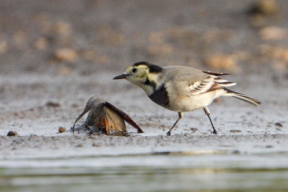 Хөх цэгцгий - ML609194677